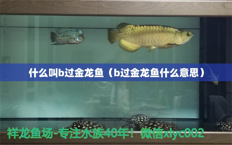 什么叫b過金龍魚（b過金龍魚什么意思）