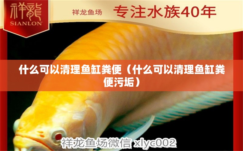 什么可以清理魚(yú)缸糞便（什么可以清理魚(yú)缸糞便污垢）