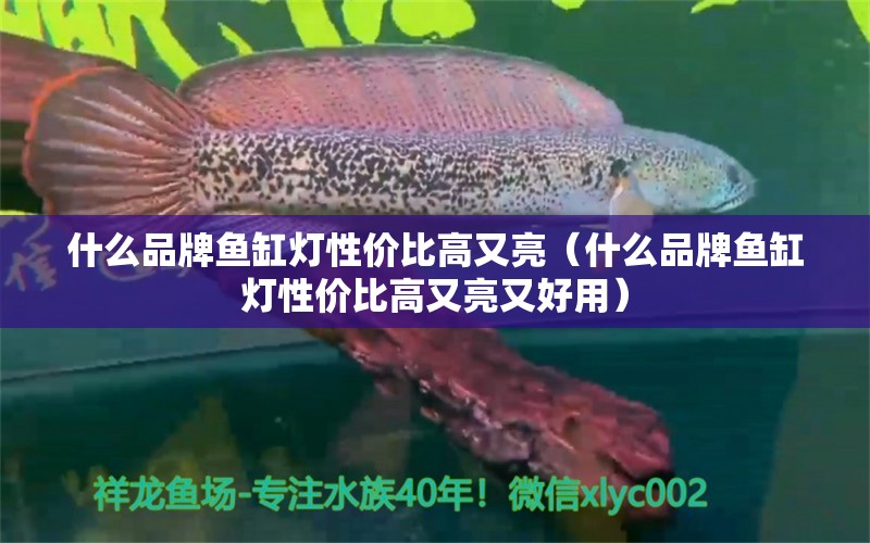 什么品牌魚缸燈性價比高又亮（什么品牌魚缸燈性價比高又亮又好用）