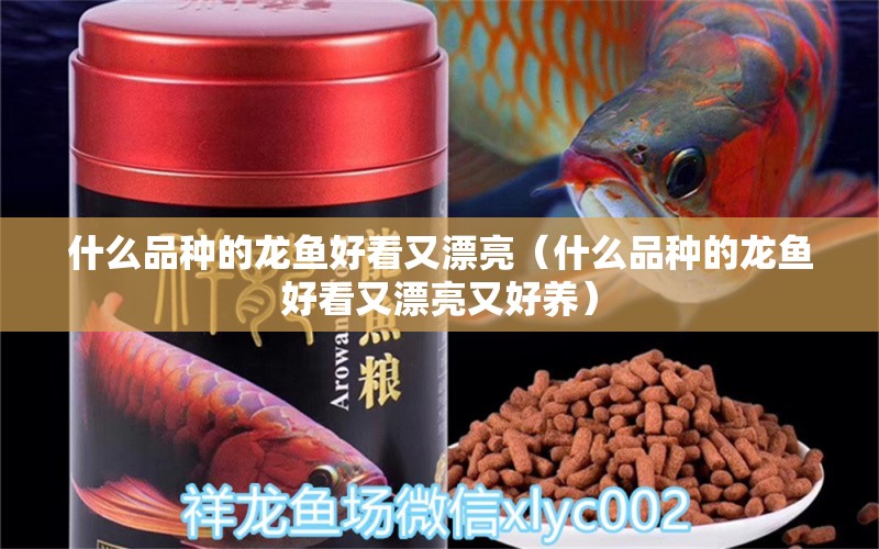 什么品種的龍魚好看又漂亮（什么品種的龍魚好看又漂亮又好養(yǎng)）