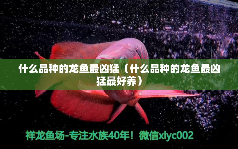 什么品種的龍魚最兇猛（什么品種的龍魚最兇猛最好養(yǎng)） 觀賞魚市場（混養(yǎng)魚）