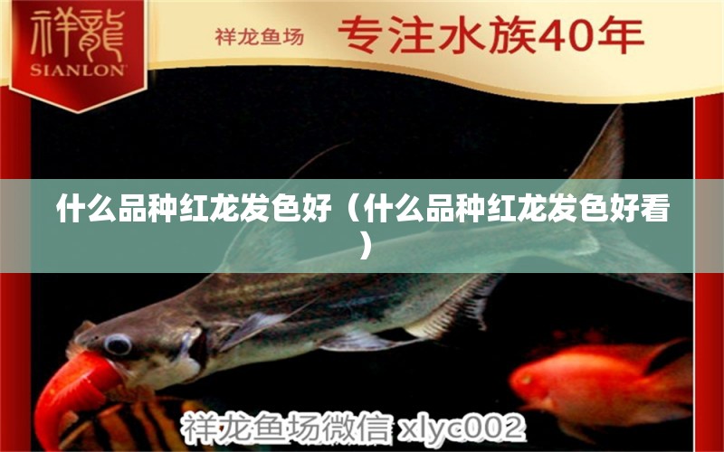 什么品種紅龍發(fā)色好（什么品種紅龍發(fā)色好看） 廣州龍魚批發(fā)市場