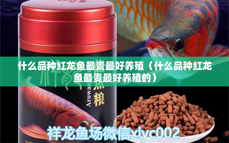 什么品種紅龍魚最貴最好養(yǎng)殖（什么品種紅龍魚最貴最好養(yǎng)殖的） 印尼紅龍魚