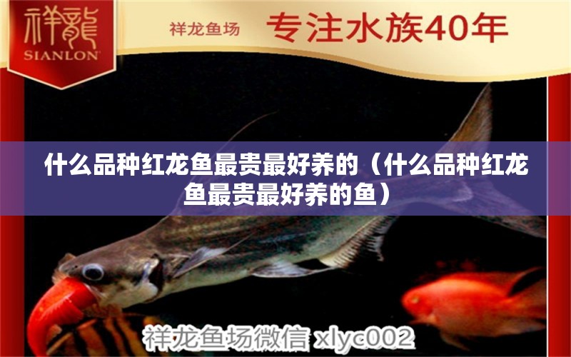 什么品種紅龍魚最貴最好養(yǎng)的（什么品種紅龍魚最貴最好養(yǎng)的魚） 印尼紅龍魚