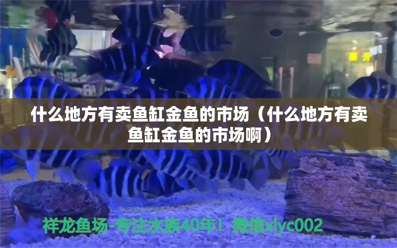 什么地方有賣魚(yú)缸金魚(yú)的市場(chǎng)（什么地方有賣魚(yú)缸金魚(yú)的市場(chǎng)啊）