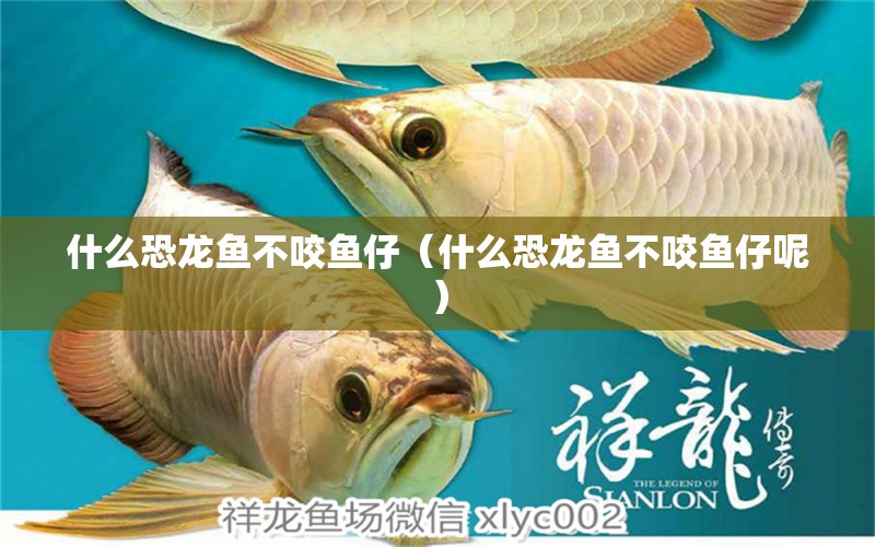 什么恐龍魚不咬魚仔（什么恐龍魚不咬魚仔呢）