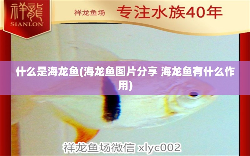 什么是海龍魚(海龍魚圖片分享 海龍魚有什么作用) 球鯊魚