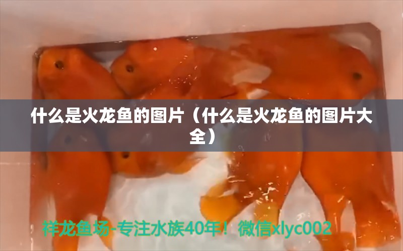 什么是火龍魚的圖片（什么是火龍魚的圖片大全） 眼斑魚