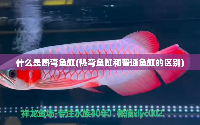 什么是熱彎魚缸(熱彎魚缸和普通魚缸的區(qū)別) 藍(lán)帆三間魚