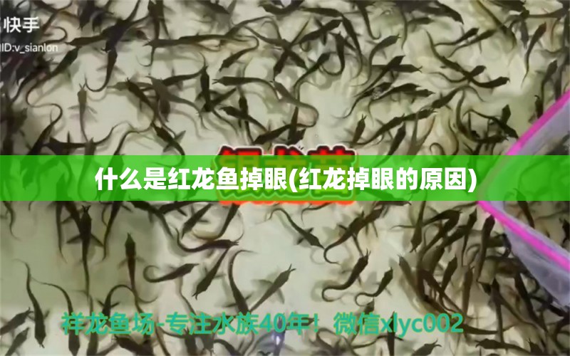 什么是紅龍魚掉眼(紅龍掉眼的原因)