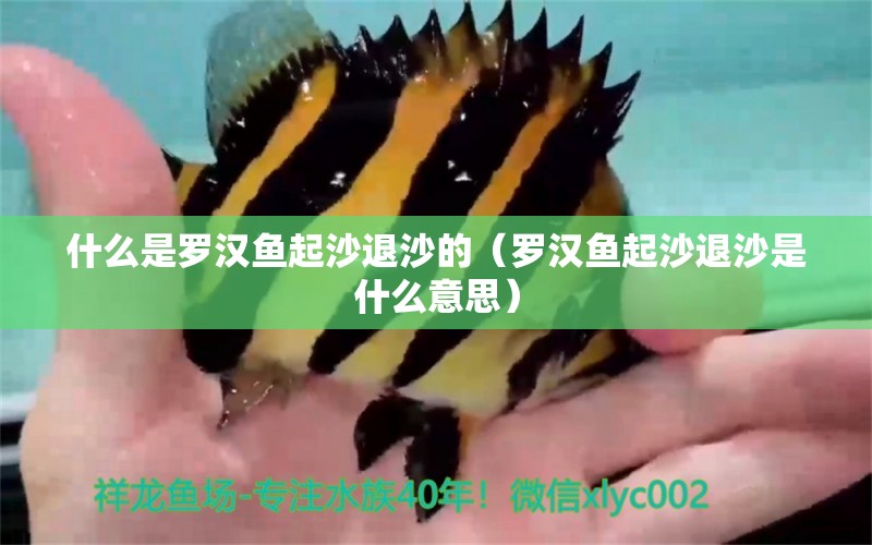 什么是羅漢魚起沙退沙的（羅漢魚起沙退沙是什么意思） 羅漢魚