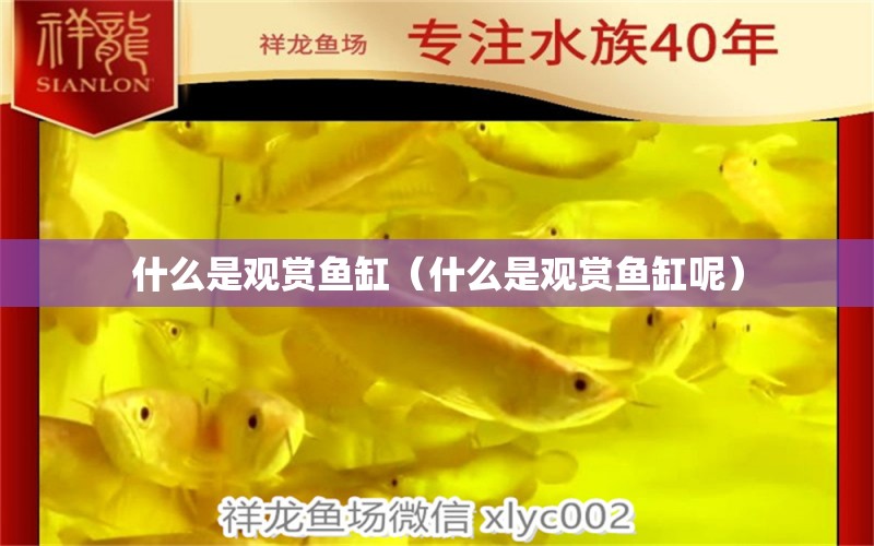 什么是觀賞魚缸（什么是觀賞魚缸呢）