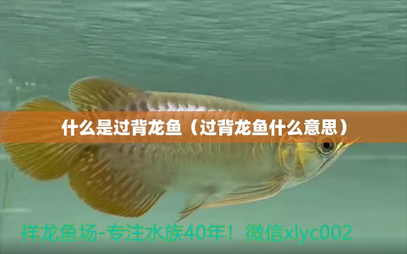 什么是過(guò)背龍魚（過(guò)背龍魚什么意思）