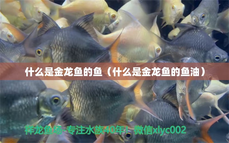 什么是金龍魚的魚（什么是金龍魚的魚油） 祥龍水族醫(yī)院