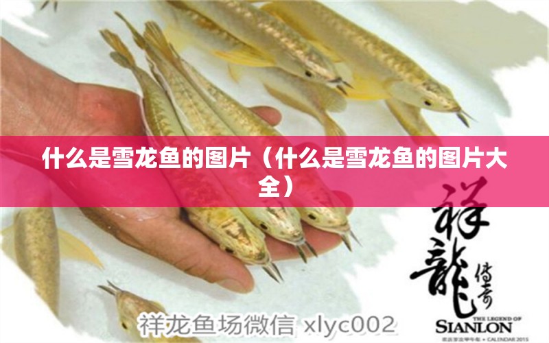 什么是雪龍魚的圖片（什么是雪龍魚的圖片大全） 祥龍水族醫(yī)院