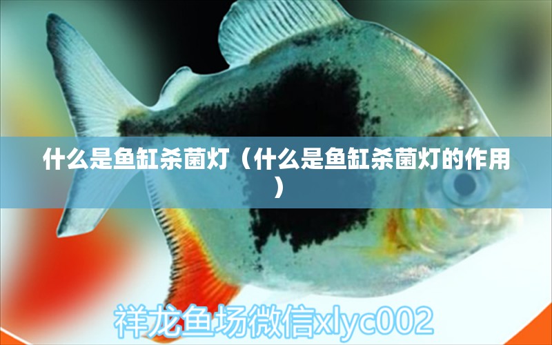 什么是魚缸殺菌燈（什么是魚缸殺菌燈的作用）