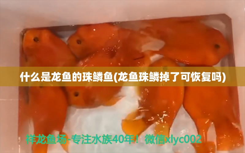 什么是龍魚的珠鱗魚(龍魚珠鱗掉了可恢復(fù)嗎) 印尼虎苗