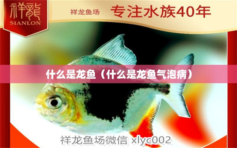 什么是龍魚（什么是龍魚氣泡?。? title=