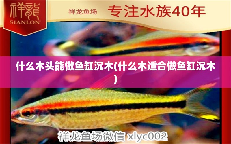 什么木頭能做魚缸沉木(什么木適合做魚缸沉木) 白子紅龍魚