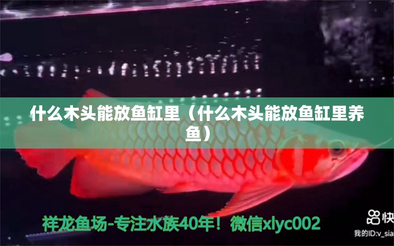 什么木頭能放魚缸里（什么木頭能放魚缸里養(yǎng)魚）