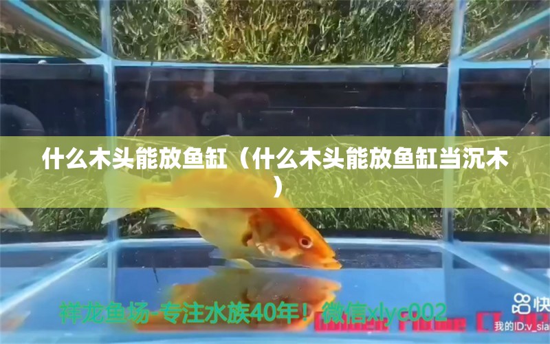 什么木頭能放魚缸（什么木頭能放魚缸當(dāng)沉木） 其他品牌魚缸