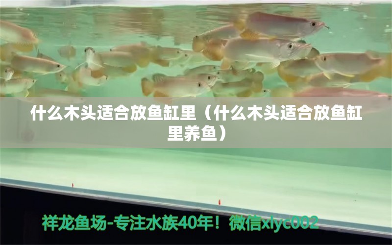 什么木頭適合放魚缸里（什么木頭適合放魚缸里養(yǎng)魚） 其他品牌魚缸