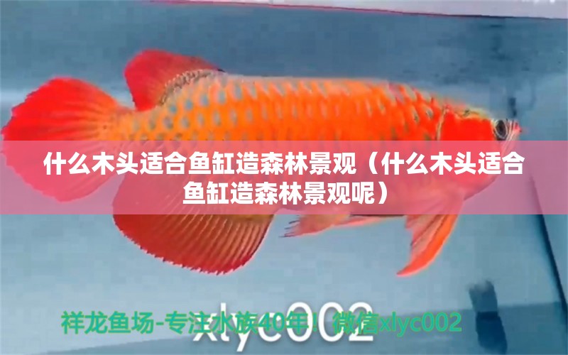 什么木頭適合魚缸造森林景觀（什么木頭適合魚缸造森林景觀呢） 其他品牌魚缸