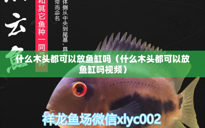 什么木頭都可以放魚(yú)缸嗎（什么木頭都可以放魚(yú)缸嗎視頻）