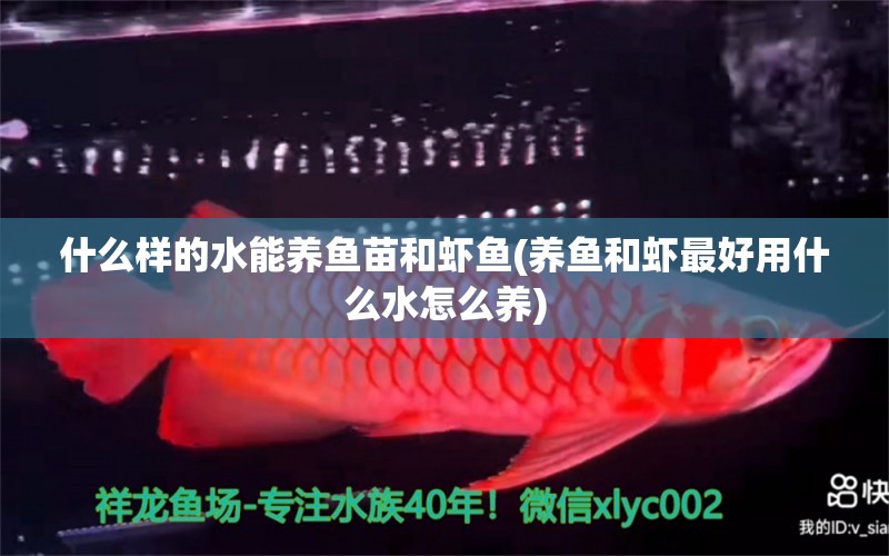 什么樣的水能養(yǎng)魚苗和蝦魚(養(yǎng)魚和蝦最好用什么水怎么養(yǎng)) 三間鼠魚 第1張