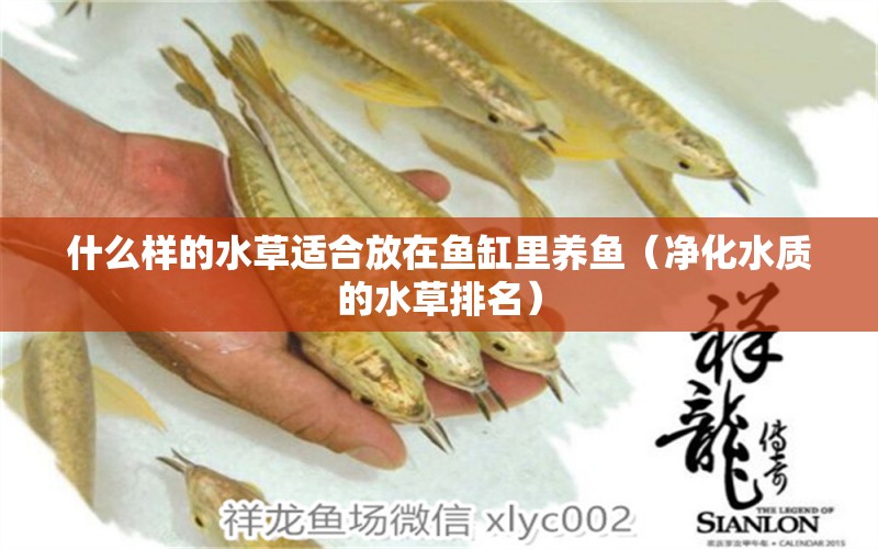 什么樣的水草適合放在魚缸里養(yǎng)魚（凈化水質(zhì)的水草排名） 水草