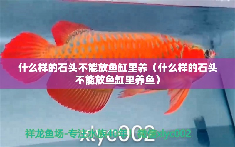 什么樣的石頭不能放魚缸里養(yǎng)（什么樣的石頭不能放魚缸里養(yǎng)魚）