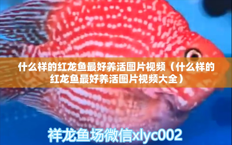 什么樣的紅龍魚最好養(yǎng)活圖片視頻（什么樣的紅龍魚最好養(yǎng)活圖片視頻大全） 廣州龍魚批發(fā)市場(chǎng)