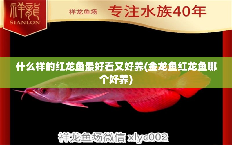 什么樣的紅龍魚最好看又好養(yǎng)(金龍魚紅龍魚哪個好養(yǎng))