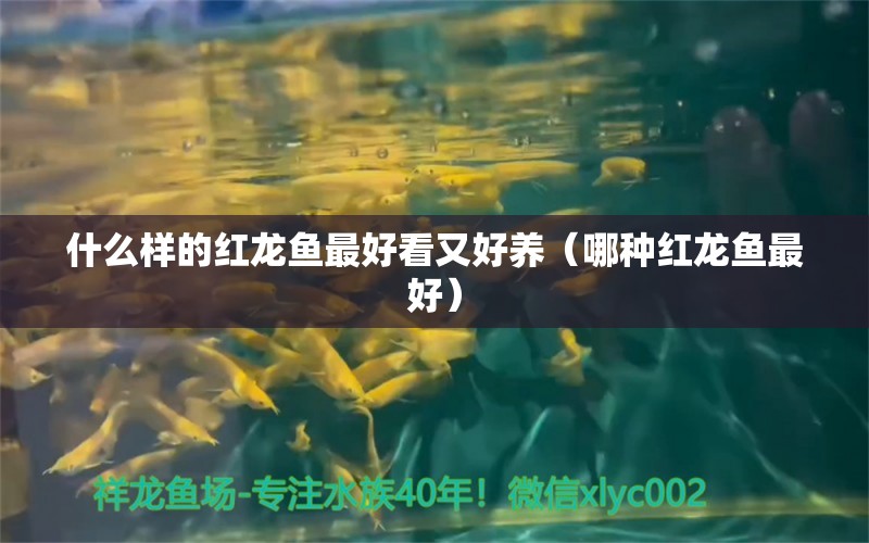 什么樣的紅龍魚最好看又好養(yǎng)（哪種紅龍魚最好） 祥龍金禾金龍魚