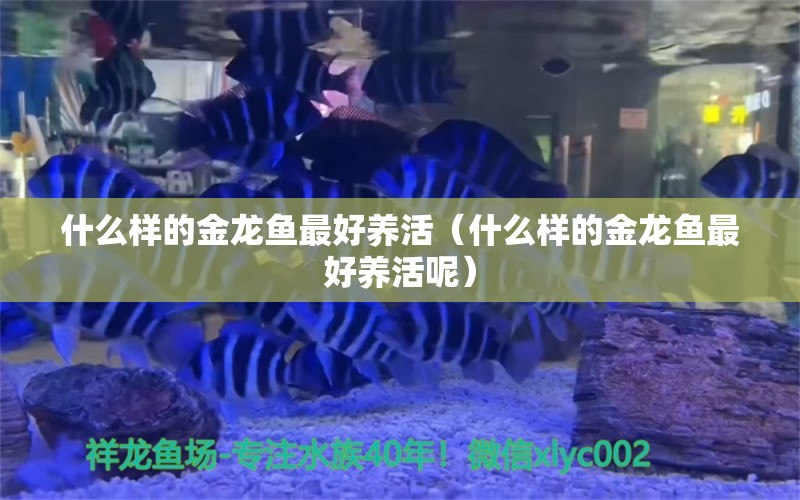 什么樣的金龍魚最好養(yǎng)活（什么樣的金龍魚最好養(yǎng)活呢）