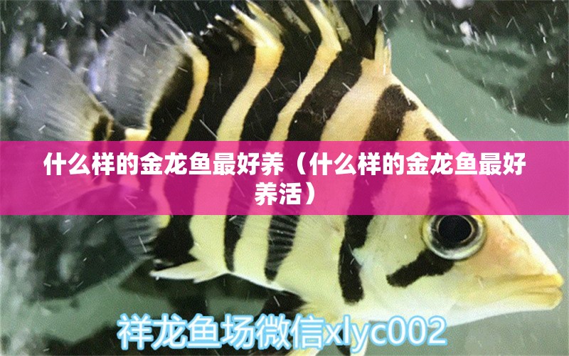 什么樣的金龍魚最好養(yǎng)（什么樣的金龍魚最好養(yǎng)活）