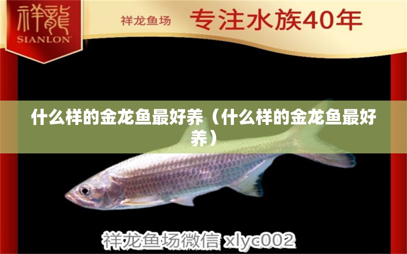 什么樣的金龍魚最好養(yǎng)（什么樣的金龍魚最好養(yǎng)）