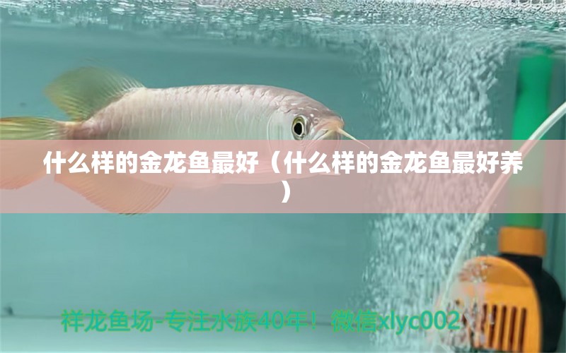 什么樣的金龍魚最好（什么樣的金龍魚最好養(yǎng)）