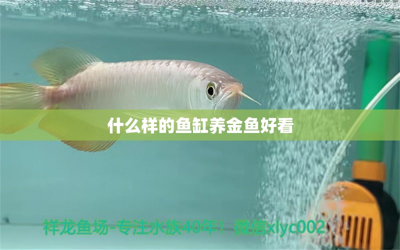 什么樣的魚缸養(yǎng)金魚好看 祥龍魚場