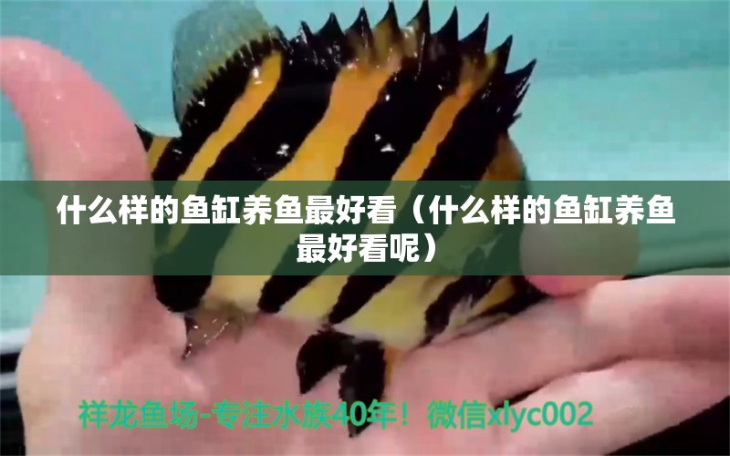 什么樣的魚缸養(yǎng)魚最好看（什么樣的魚缸養(yǎng)魚最好看呢）