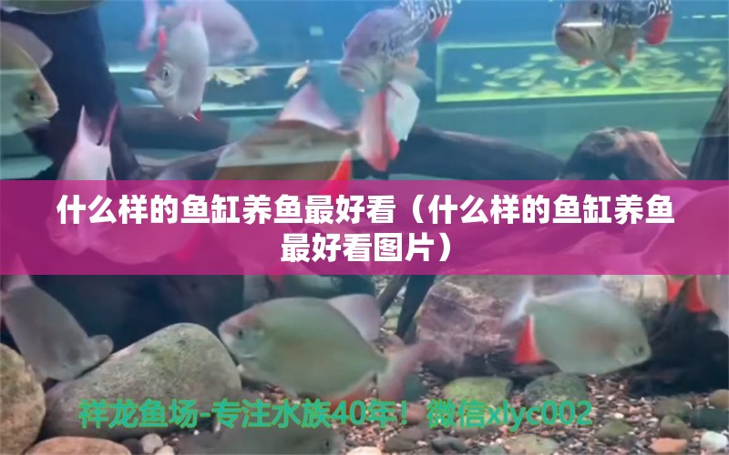 什么樣的魚缸養(yǎng)魚最好看（什么樣的魚缸養(yǎng)魚最好看圖片） ?；?異型虎魚/純色虎魚