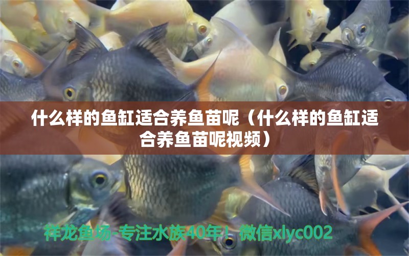 什么樣的魚缸適合養(yǎng)魚苗呢（什么樣的魚缸適合養(yǎng)魚苗呢視頻） 祥龍水族醫(yī)院