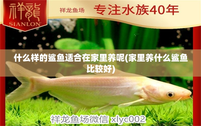 什么樣的鯊魚適合在家里養(yǎng)呢(家里養(yǎng)什么鯊魚比較好) 成吉思汗鯊（球鯊）魚