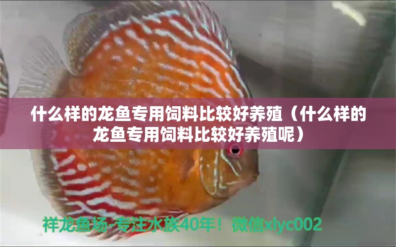 什么樣的龍魚專用飼料比較好養(yǎng)殖（什么樣的龍魚專用飼料比較好養(yǎng)殖呢） 廣州龍魚批發(fā)市場