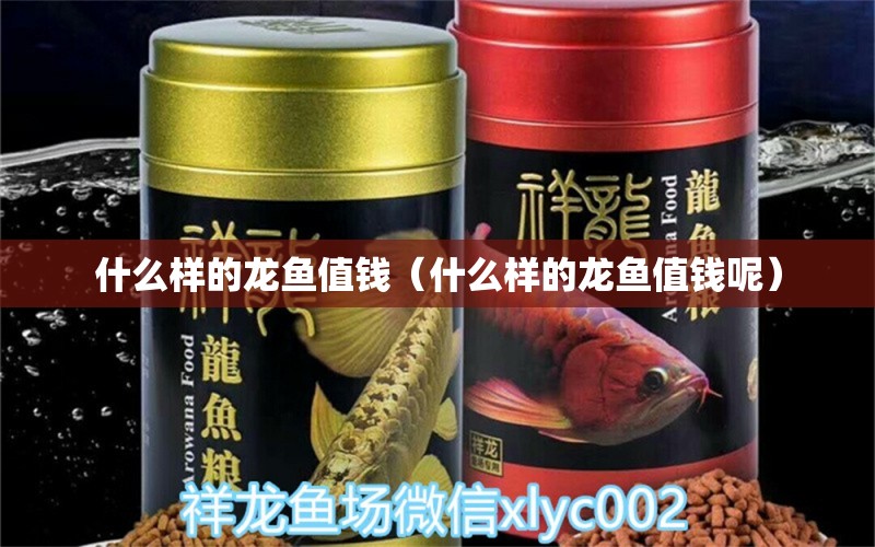 什么樣的龍魚值錢（什么樣的龍魚值錢呢）