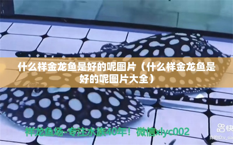 什么樣金龍魚是好的呢圖片（什么樣金龍魚是好的呢圖片大全） 廣州龍魚批發(fā)市場(chǎng)