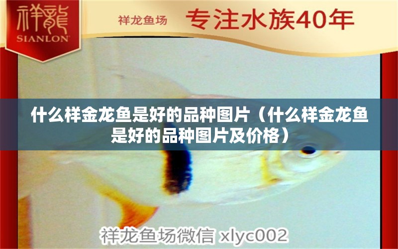 什么樣金龍魚(yú)是好的品種圖片（什么樣金龍魚(yú)是好的品種圖片及價(jià)格） 廣州龍魚(yú)批發(fā)市場(chǎng)