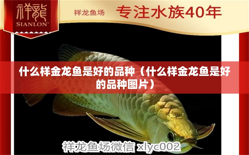 什么樣金龍魚是好的品種（什么樣金龍魚是好的品種圖片） 廣州龍魚批發(fā)市場