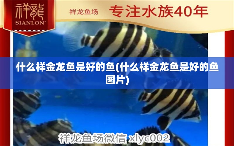 什么樣金龍魚(yú)是好的魚(yú)(什么樣金龍魚(yú)是好的魚(yú)圖片) 古典過(guò)背金龍魚(yú)