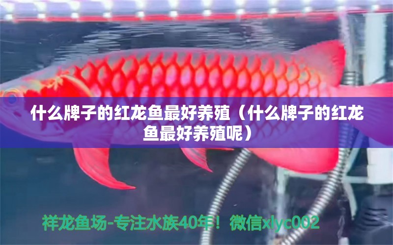 什么牌子的紅龍魚最好養(yǎng)殖（什么牌子的紅龍魚最好養(yǎng)殖呢） 廣州龍魚批發(fā)市場(chǎng)